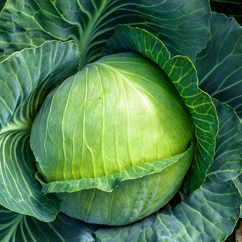 Cabbage Mozart